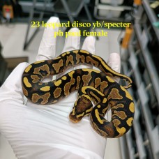 HOLD 23 leopard disco yb/Spector ph pied female 2000 