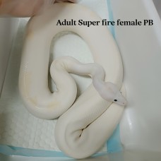 Adult Super fire PB 0.2 8000@