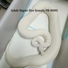 Adult Super fire female PB 8000 (2)