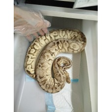 Adult spotnose phantom super pastel female PB 2.3kg $3800