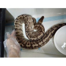 Adult GHI HGW pastel female 2kg $3300 PB