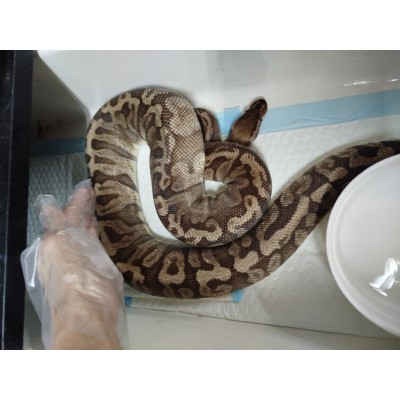 Adult GHI HGW pastel female 2kg $3300 PB