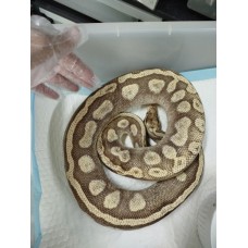 Adult GHI butter (SN) pastel female PB 2.3 kg  3800