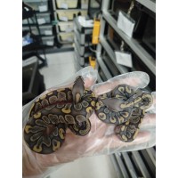 25 BH GHI hypo x butter hypo 25 BH GHI hypo x butter hypo