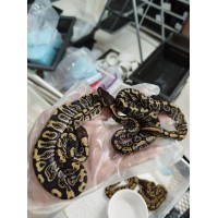 25 spotnose firefly grail het pied x ghi het lav