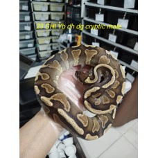 23 Adult GHI yb dh dg cryptic male  $2300