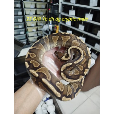 23 Adult GHI yb dh dg cryptic male  $2300