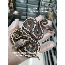 23 Super GHI hgw & Super GHI hgw pastel Both Female het lav Ph clown pied  5000 each 
