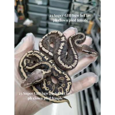 23 Super GHI hgw & Super GHI hgw pastel Both Female het lav Ph clown pied  6500 each 