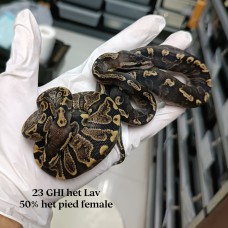 23 GHI het lavender ph pied female 1900