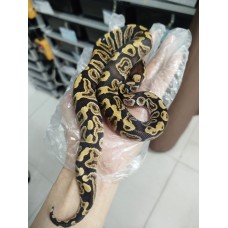 End of season 25 GHI Dh lavender clown male $600 End of season 25 GHI Dh lavender clown male $600