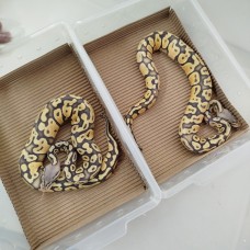 24 leopard enchi dg het hypo ph clown x black head super pastel hypo