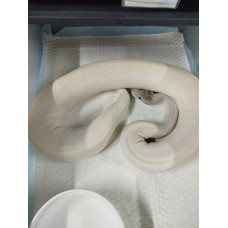 Adult Super mojave hypo 0.1 , BH GHI het hypo 1.0 
