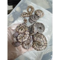 25 leo enchi dg h hypo ph cln x ghi pastel hypo