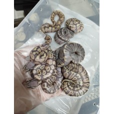 25 leo enchi dg h hypo ph cln x ghi pastel hypo