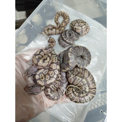 25 leo enchi dg h hypo ph cln x ghi pastel hypo
