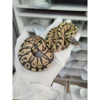 25 leo enchi dg hypo ph cln x ghi pastel hypo 25 leo enchi dg hypo ph cln x ghi pastel hypo