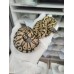 25 leo enchi dg h hypo ph cln x ghi pastel hypo