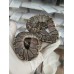 25 leo enchi dg h hypo ph cln x ghi pastel hypo