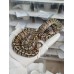 25 leo enchi dg h hypo ph cln x ghi pastel hypo