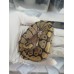 25 leo enchi dg h hypo ph cln x ghi pastel hypo