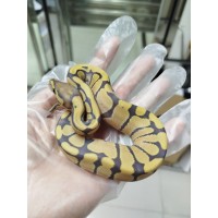 25 leo enchi dg hypo ph cln x dh dg hypo ph cln