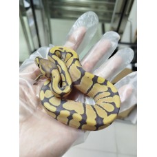 25 leo enchi dg hypo ph cln x dh dg hypo ph cln