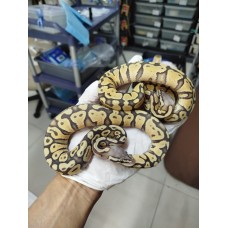 25 leo enchi dg hypo ph cln x ghi pastel hypo