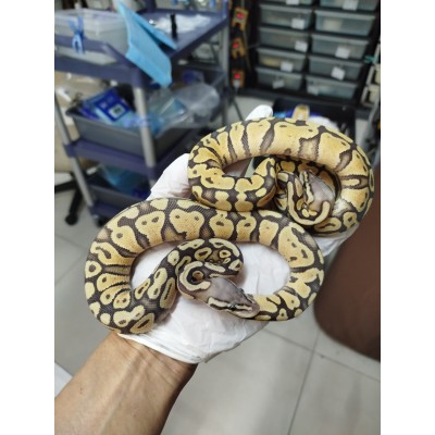 25 leo enchi dg hypo ph cln x ghi pastel hypo