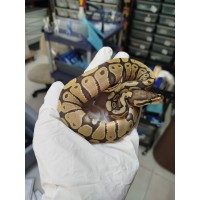 End of season 25 Hypo het dg Female End of season 25 Hypo het dg Female