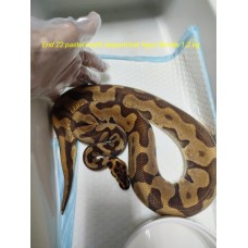 Adult end 22 Pastel enchi leopard Het hypo 1.2 kg female