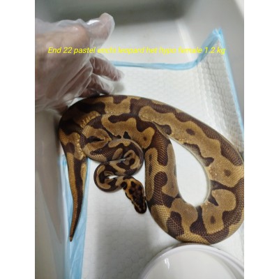 Adult end 22 Pastel enchi leopard Het hypo 1.2 kg female