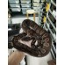 Adult Super mojave hypo 0.1 , BH GHI het hypo 1.0 