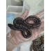 25 BH GHI hypo x butter hypo