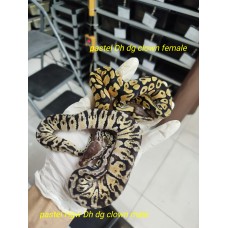 DG clown 組合$1500 Hgw pastel Dh dg clown male, pastel Dh Dg Clown female 