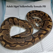 Adult HGW yellowbelly female PB 2500