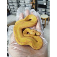 25 leopard OD fire hgw gravel clown x spotnose gravel het clown