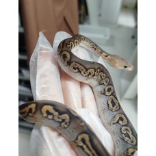 25 ghi bp hurricane h cln x blaze cln