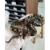25 ghi bp hurricane h cln x blaze cln