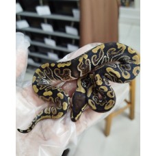 25 ghi bp hurricane h cln x blaze cln