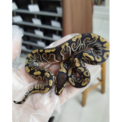 25 ghi bp hurricane h cln x blaze cln