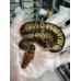 25 ghi bp hurricane h cln x blaze cln