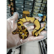 25 Enchi Yb lace clown female 12500