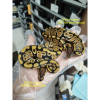 Grail project : Dh lav clown ph pied 1.1 $1000