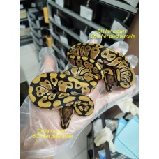 Grail project : Dh lav clown ph pied 1.1 $1000