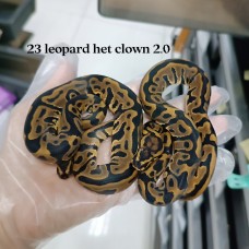 23 leopard het clown female @1400 0.1 餘左