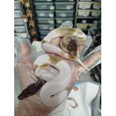 25 leopard mojave yb pied x banana pied 