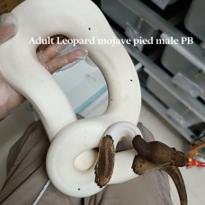 Adult Leopard mojve pied malePB 5000