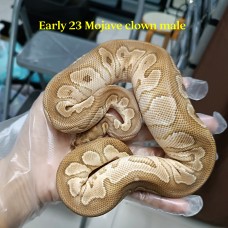 Early 23 mojave clown male 2700 HOLD