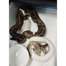 Adult Pied female 2.8kg , mojave pied 50% h clown male 900g